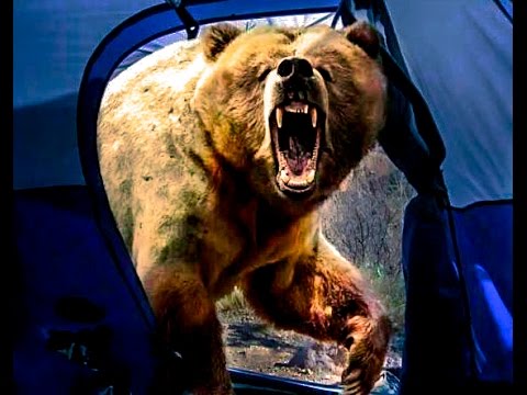 grizzly bear fatal attacks bears california