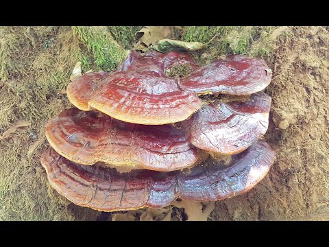 Ganoderma resinaceum