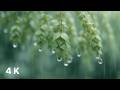Calm Forest Rain on Green Leaves