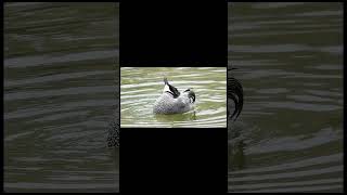 Falcated Duck Float & Preen (male) #birds #japan #duck