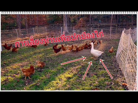 วีดีโอ: ฟรีแลนซ์ - พวกเขาเป็นใคร และคำนี้มาจากไหน?