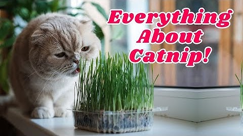Is Catnip Good for Cats? Benefits and Risks | A Cat’s View!