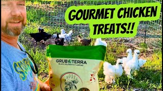 Discover the Surprising Gourmet Treat for Chickens...and Fish!