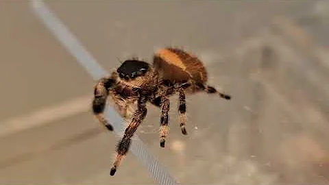 Nooky ❤️ #jumpingspider #springspinne #jumpingspooder #dosgardenas #phidippus 