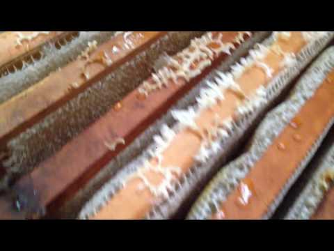 მაისის, აკაციის თაფლი 2019