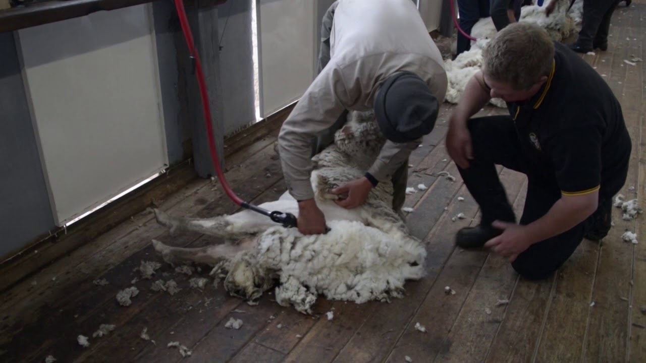 Tutorial de Esquila PROLANA