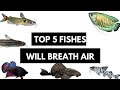These Fish Do not Need Water Oxygen and They are Very Hardy...