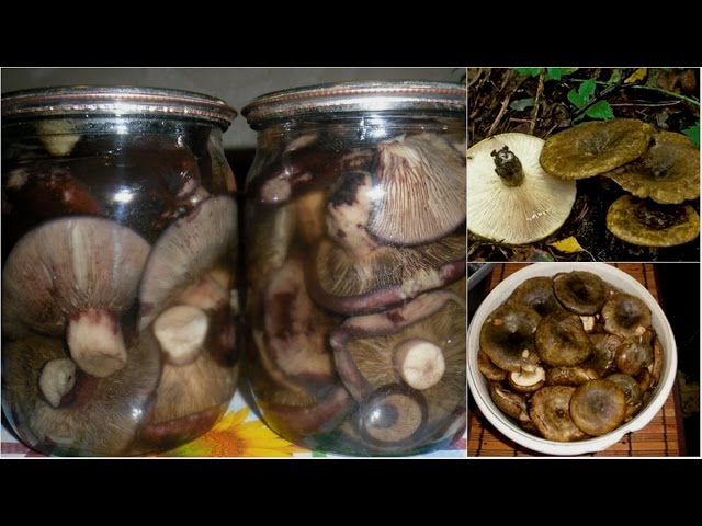 Маринованные грибы рецепт быстрого приготовления маховиков