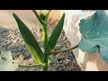 #shorts_Ladyfinger Plant in Pot