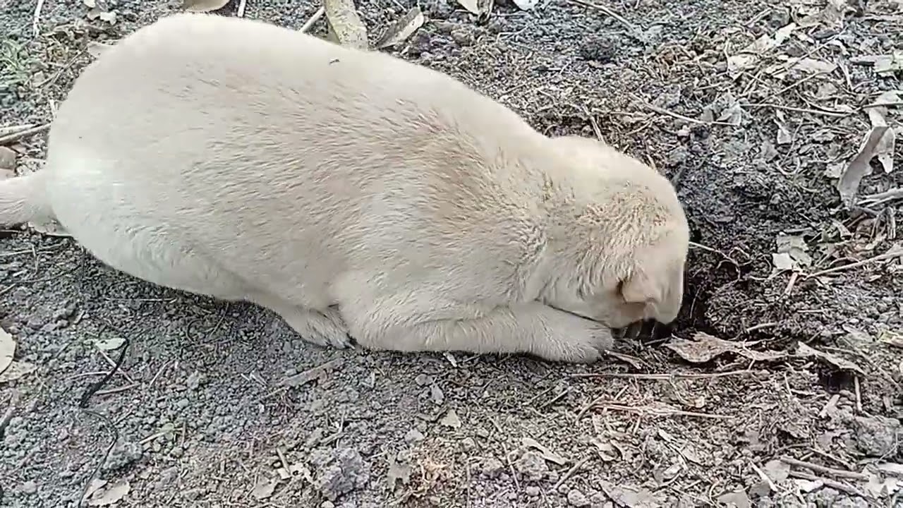 Cute Puppy Chewing on Leaves