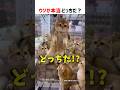 【何問正解できる？】ウソか本当どっちだ！？ part49 #クイズ #ショート #shorts #猫 #なぞなぞ #かわいい