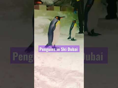 Penguins in ski Dubai #shortsfeed #trending #viralvideo #viral #shorts