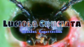 Luciola Cruciata - Shinsei Kamattechan sub español @Oorzeek2021