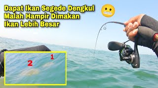 HAMPIR GAK PERCAYA.!! IKAN SAYA SEGEDE DENGKUL HAMPIR JADI SANTAPAN IKAN BESAR LAINNYA