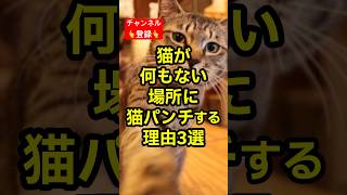 猫が何もない場所に猫パンチする理由3選 #shorts #雑学 #豆知識 #cat #猫 #猫好き #猫動画