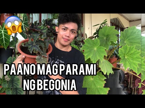 Video: Paano Mag-transplant Ng Begonia? Hakbang-hakbang Na Transplant Ng Begonia Pagkatapos Ng Pagbili Sa Bahay. Kung Ang Bulaklak Ay Nalalanta Pagkatapos Ng Paglipat, Ano Ang Gagawin At 