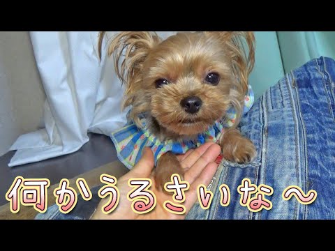 【ヨークシャテリア】寝たいけど寝れないヨークシャテリア【Yorkshire Terrier】
