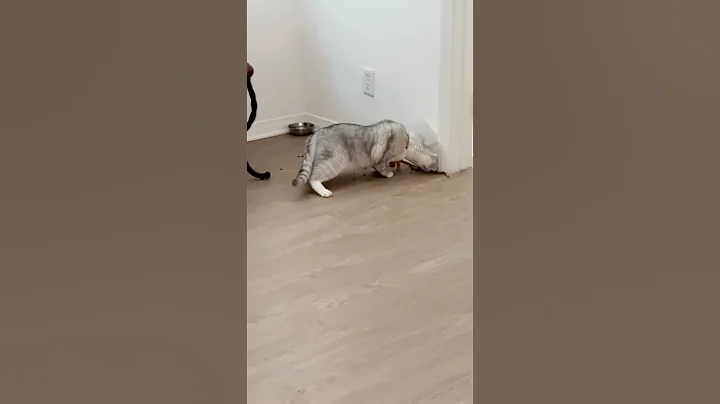 Video 5283831: cats pet catlover cutecat, cutecat catlover kittycat, funny cat