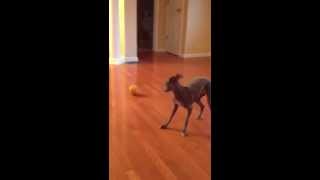 Italian Greyhound vs. Pumpkin  part 2 by Sterling The Iggy 612 views 10 years ago 1 minute, 9 seconds