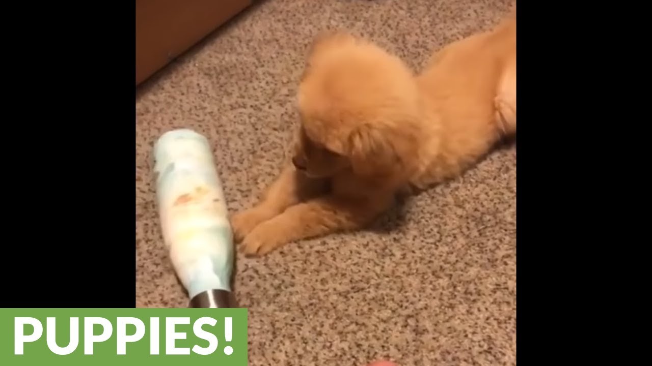 golden retriever water bottle