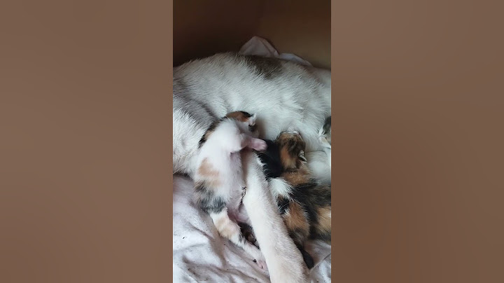 One Kitten Can't Find the Milk! 😢🐾 #shortvideo #cat #babycat #catfunny