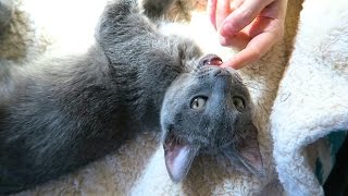 HE WON’T STOP BITING STUFF