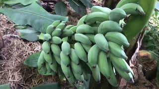 Банан Голубая Ява снимаем урожай
