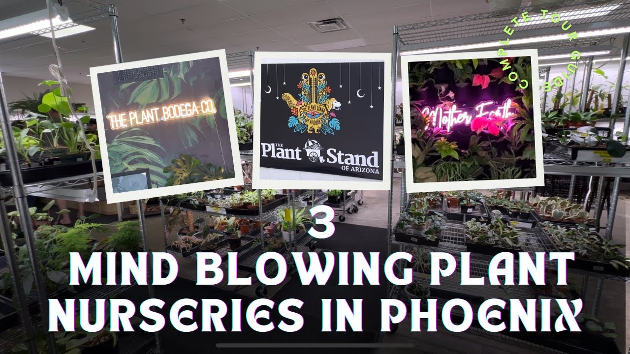 3 MIND BLOWING PLANT NURSERIES IN PHOENIX