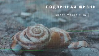 ПОДЛИННАЯ ЖИЗНЬ | short macro film