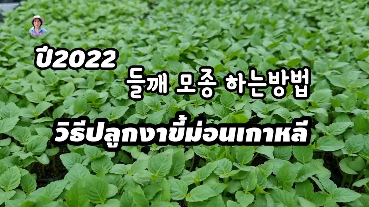 ปลูกงาขี้ม่อน(들깨모종하는방법)ปี2022