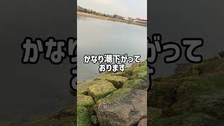 今日のサバは遅めの予感… fishing max武庫川店