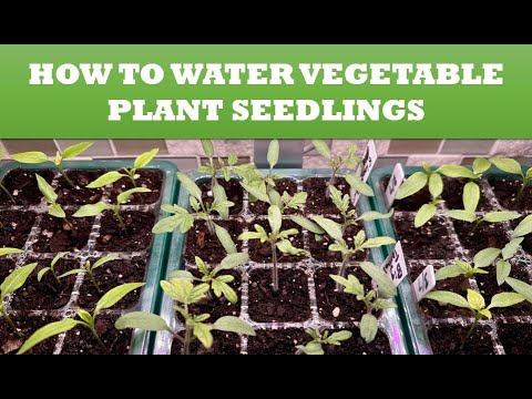 How to Water Vegetable Plant Seedlings