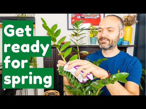 Video: Springmielieplantinligting: Waar kan jy Springmielieplante kry om te groei