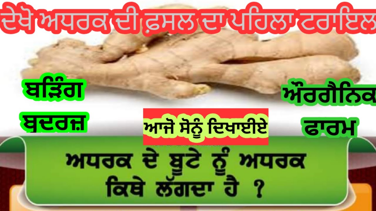 ਦੇਸੀ ਅਦਰਕ ਦਾ ਟਰਾਇਲ ਦੇਖਿਆ ਅੱਜ ਬਿਜਾਈ ਤੋਂ 55 ਦਿਨਾ ਬਾਅਦ ਬੜਿੰਗ ਔਰਗੈਨਿਕ ਫਾਰਮ ਤੇ। Panjaab Paidavar। Sukhi