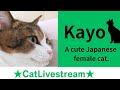 ★CatLivestream★11