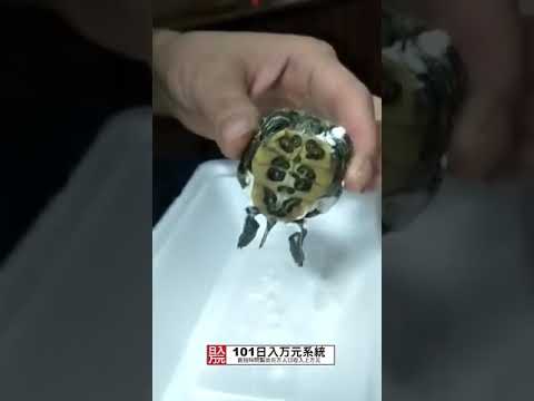 乌龟与小分子肽