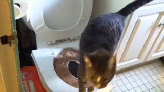 Как приучить кота к унитазу. Шаг 5.CitiKitty Как приучить кота к унитазу. Шаг 5.CitiKitty