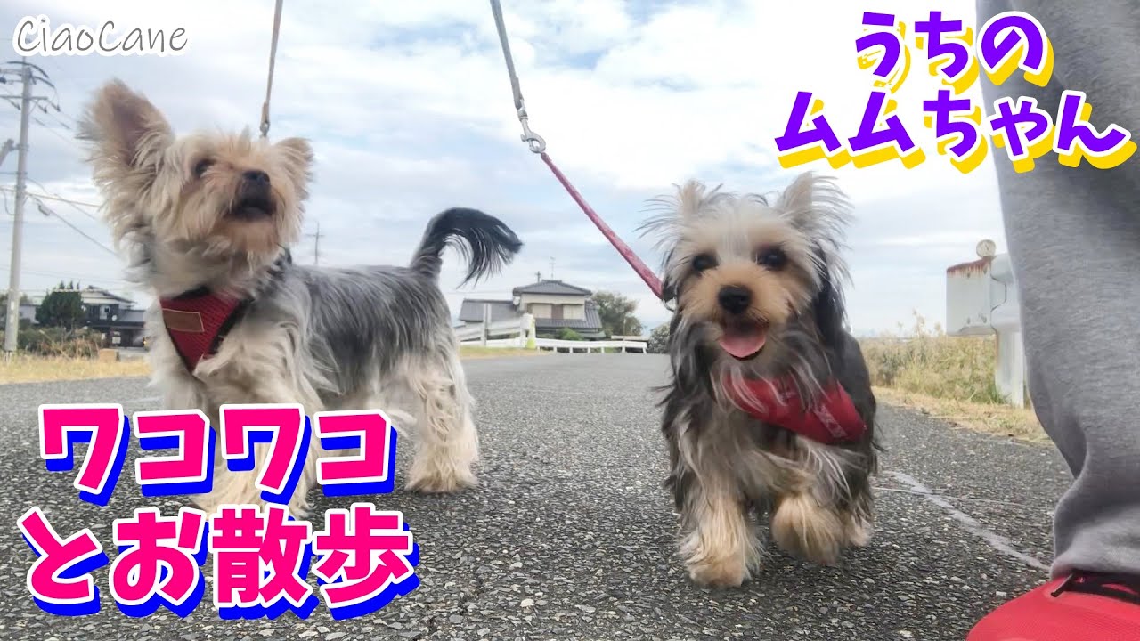 うちのムムちゃん ワコワコと一緒にお散歩してみた ヨークシャーテリア専門犬舎チャオカーネ Youtube