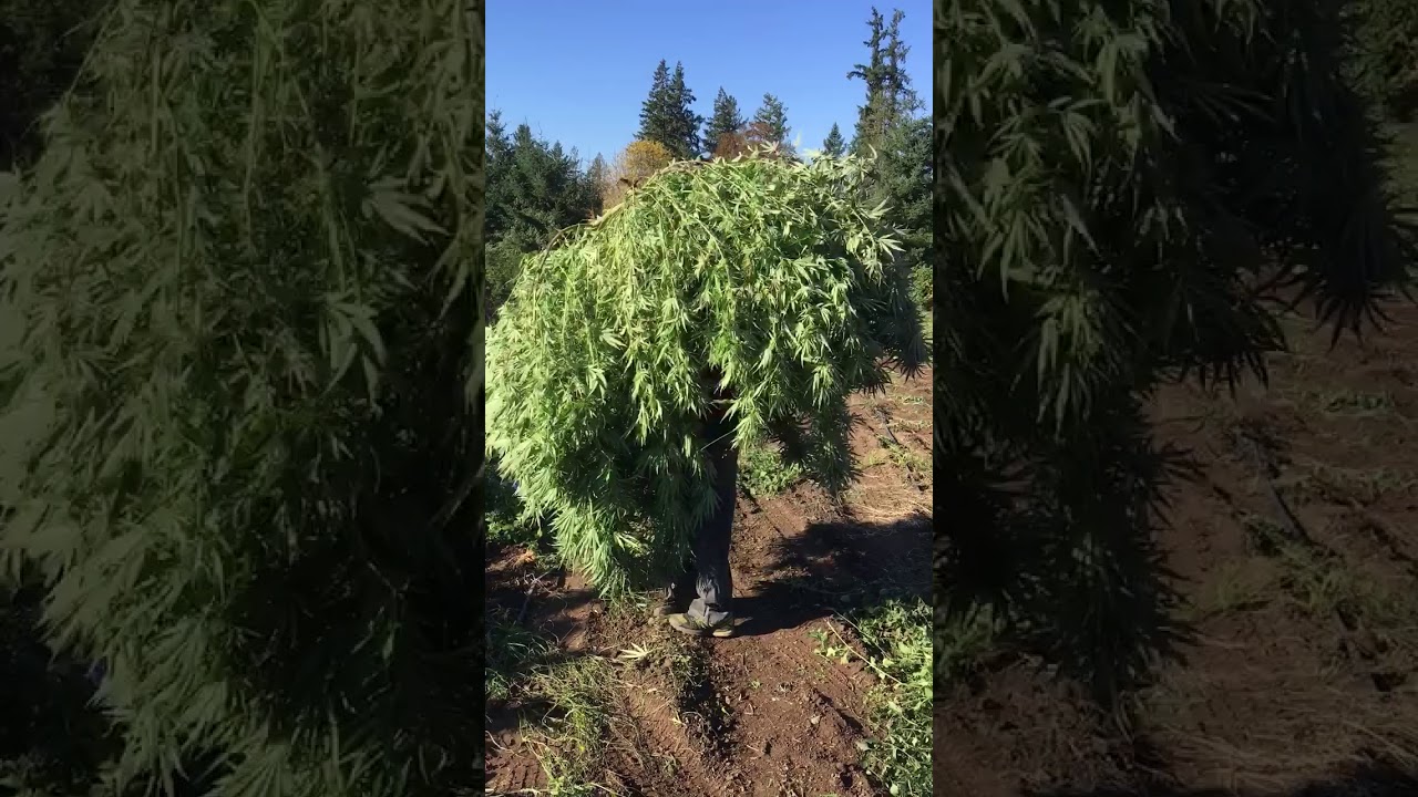Oregon CBD HEMP planted by Cloneoregon and Shamrock Ag 1 plant