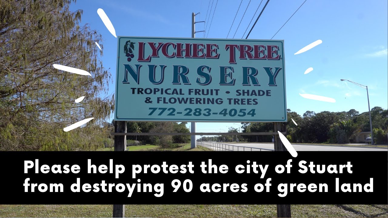 Support lychee tree nursery in Stuart Florida YouTube