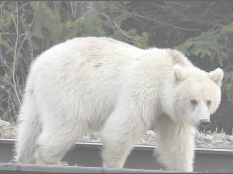 White Grizzly that we saw on a road trip between Banff and Jasper, Canada on May 18th, 2020