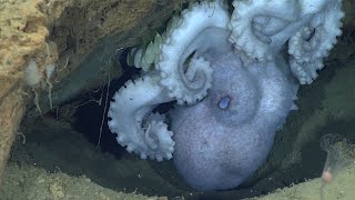 EX1903L2 Dive 17 Wilmington Canyon Jul 09 2019