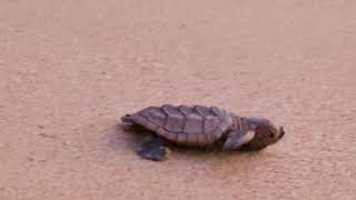 Baby Hawksbill Hatchling In Barbados