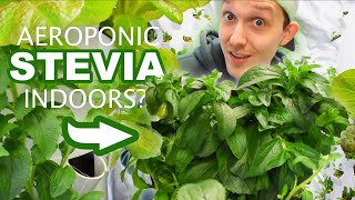 I Grew Stevia Indoors Using Aeroponic Towers by Rochester Microgreens 177 views 3 months ago 1 minute, 19 seconds