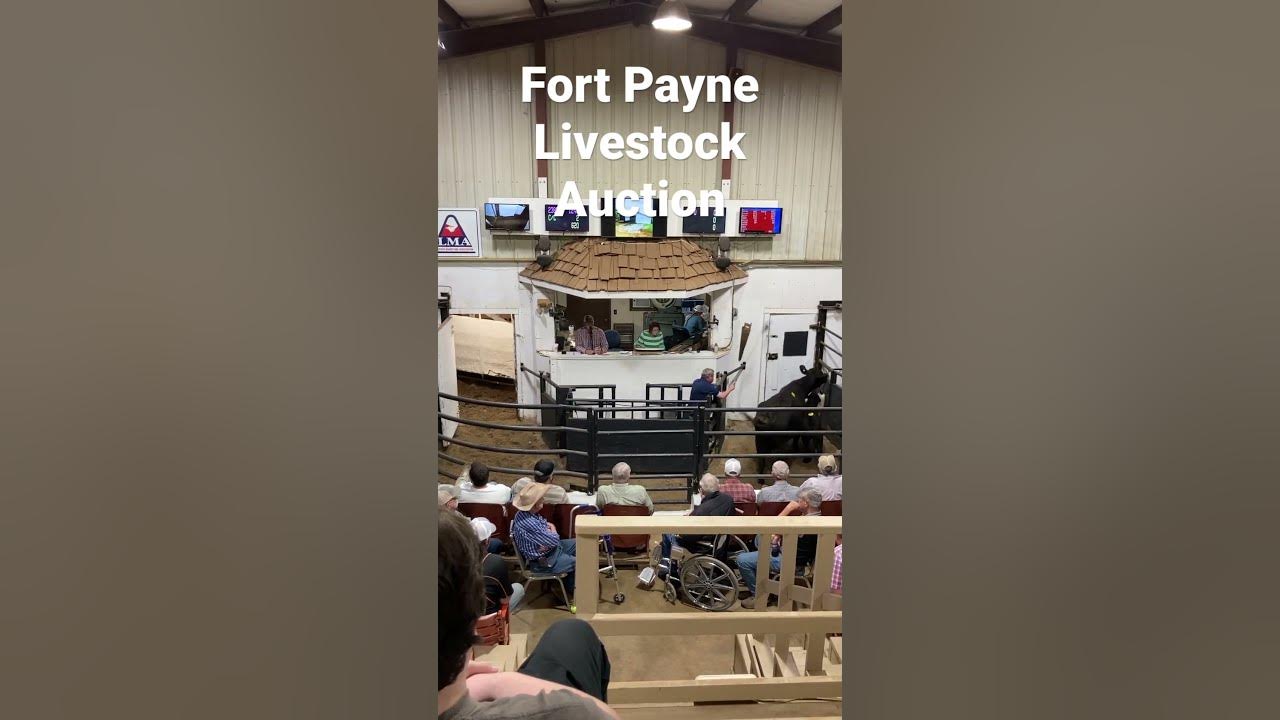 Fort Payne livestock Auction auction farmingvideos cow animal 