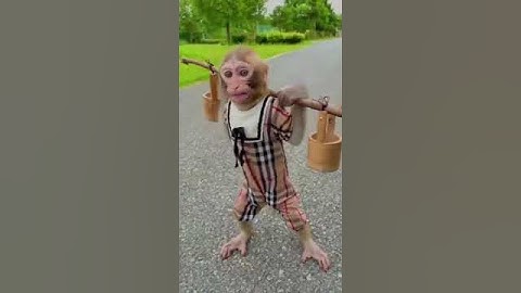 बंदर कैसे डाटा लेकर डांस कर रहा है वीडियो#shorts