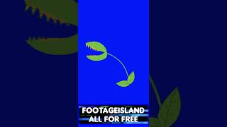 Venus flytrap Cartoon on a Blue Screen #greenscreen #stockfootage #vfx