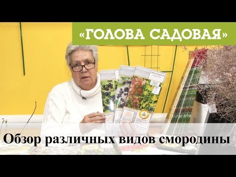 Вопрос: Смородина белая Белка , что за сорт?