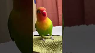 Top Bird Expert Reveals Lovebird Pickle's Best Jump Technique