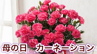 【母の日】カーネーションの贈り物